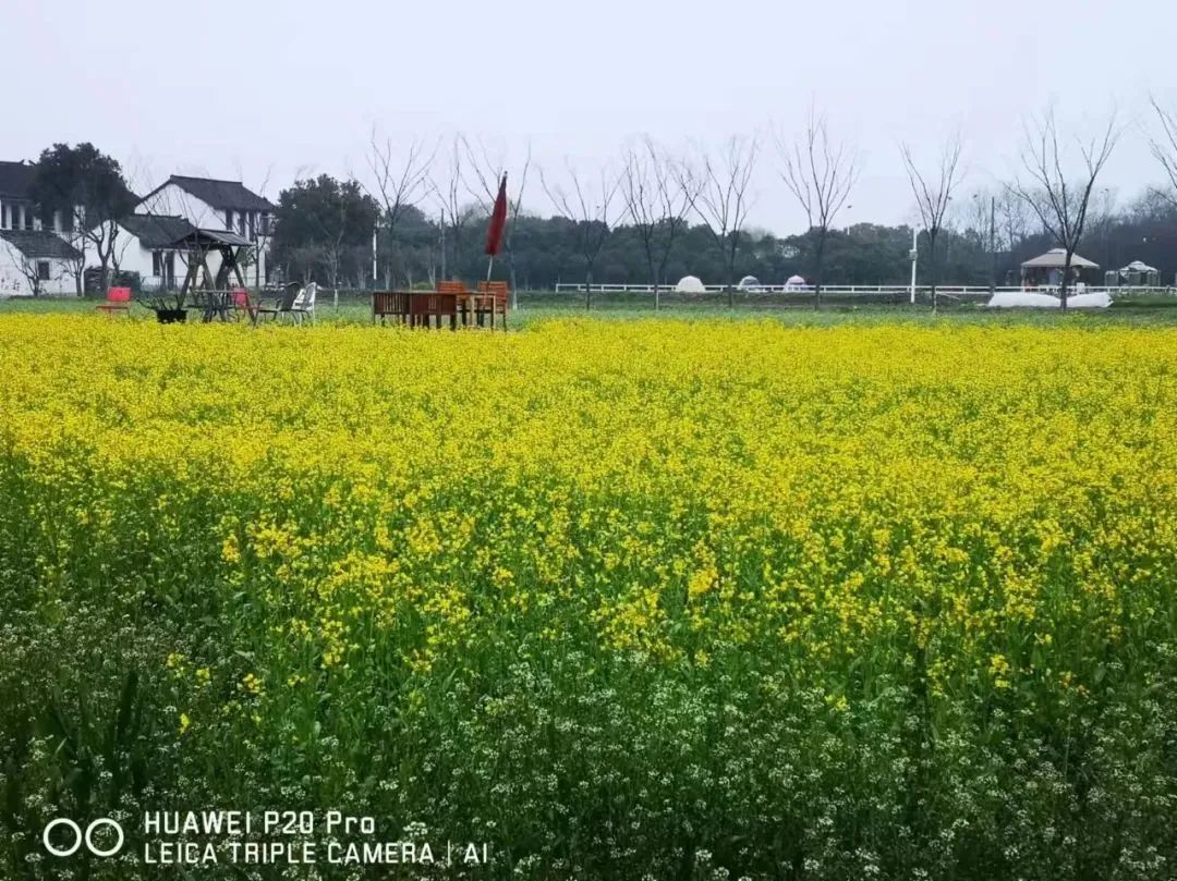 植树节主题活动方案|枫动团建让你和春天有个约会，革新村亲子植树节